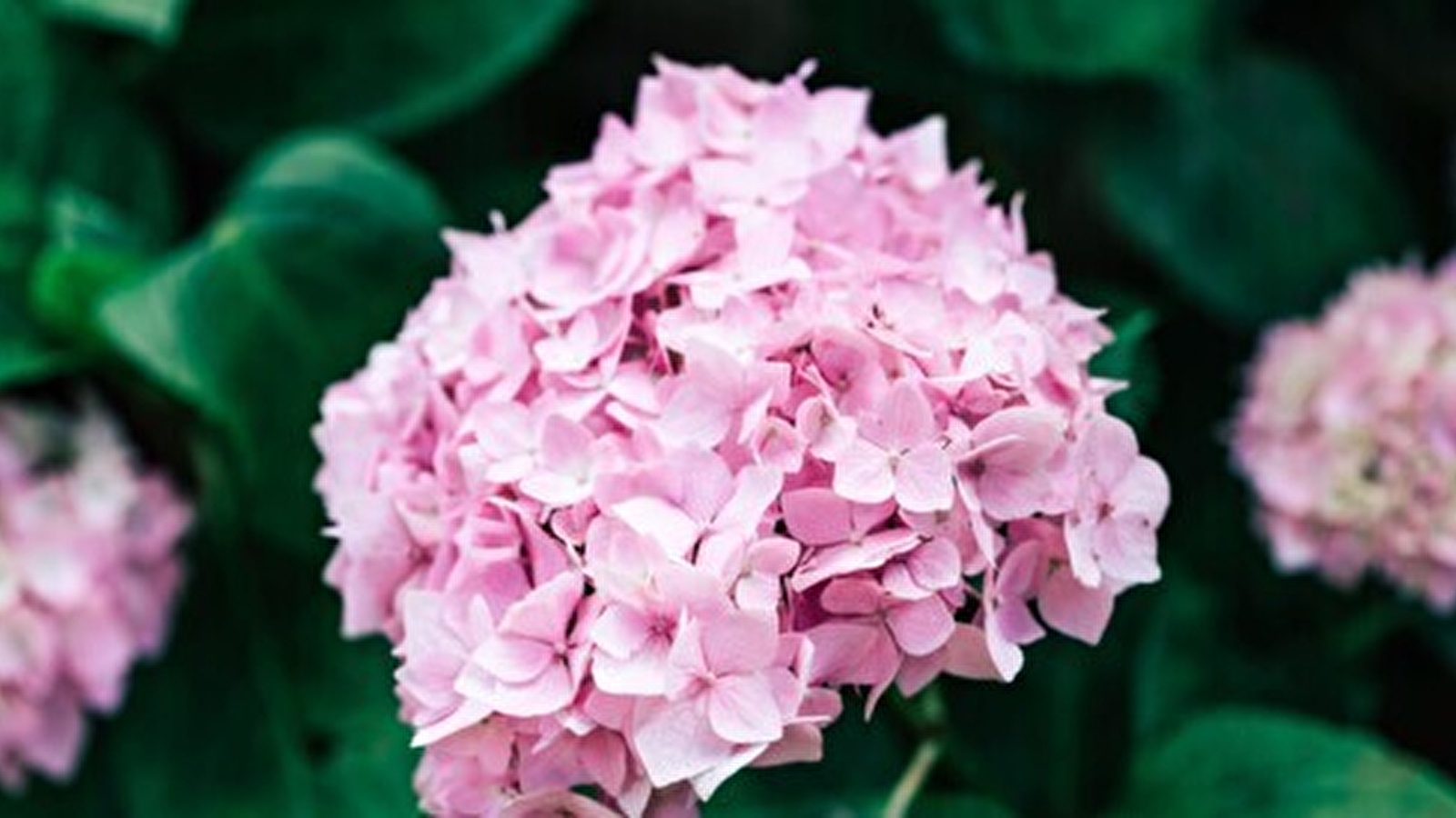 Visite guidée : Les hortensias, une chimie des couleurs