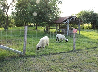 Les Graines de Lin - CORGENGOUX