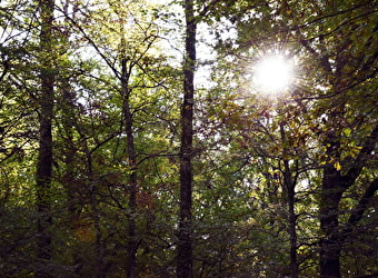 La forêt de Palleau - ECUELLES