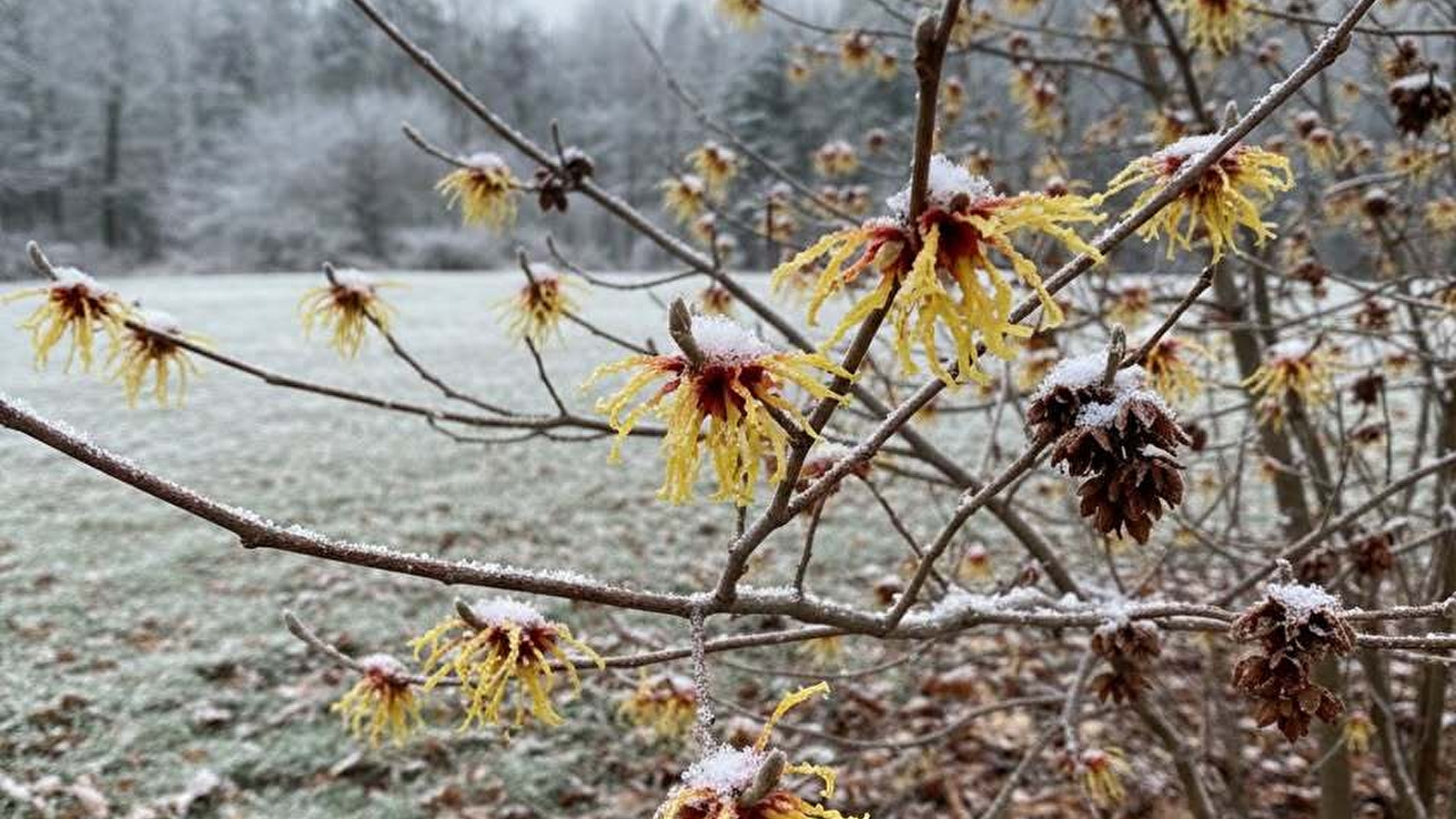 Visite guidée : L'Hamamélis, trésor de la saison froide