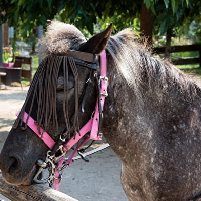 Demi-journée à poney pour Pâques