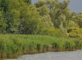 Les oiseaux migrateurs de l'étang de Pontoux - PONTOUX