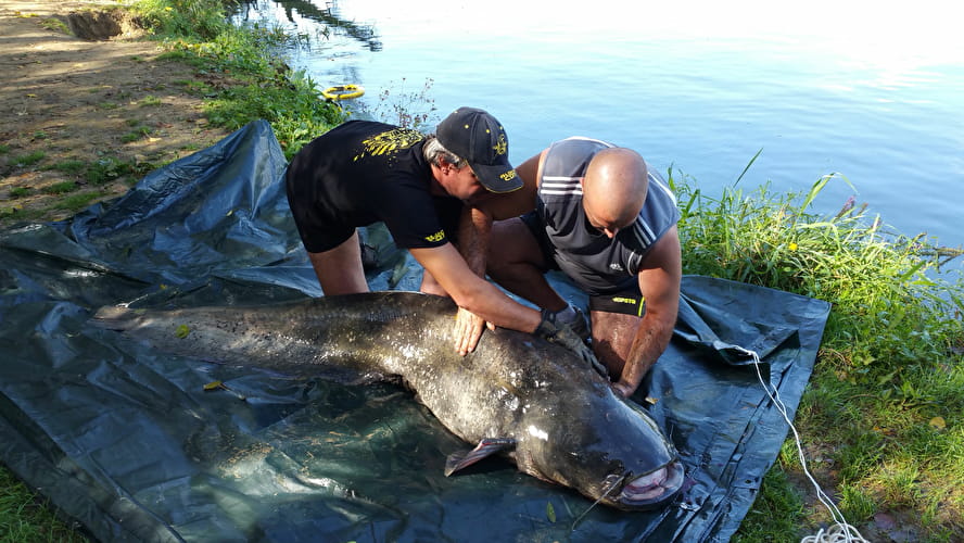 Wels catfish fishing - Fédération de pêche du Rhône